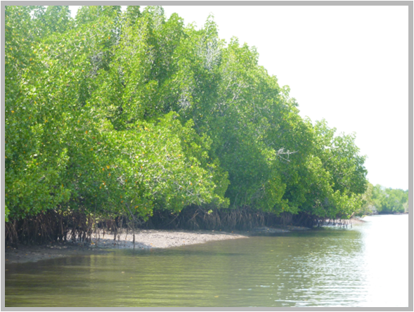 Skardon River